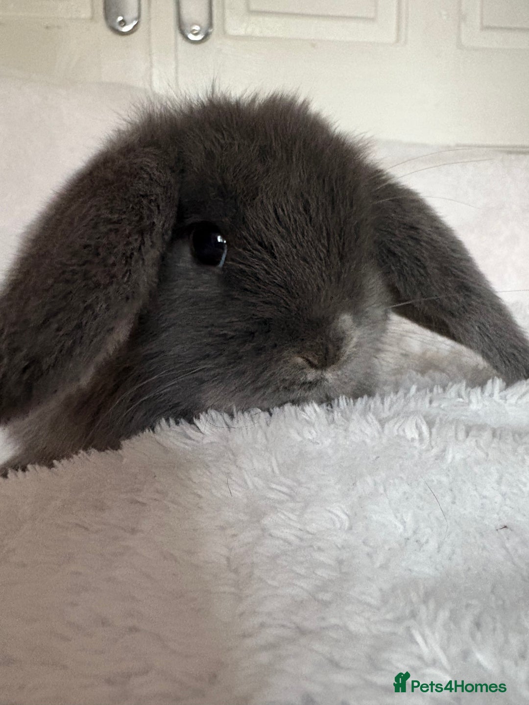 Mini Lop rabbits for sale: Beautiful little mini lop baby bunny rabbits  - Advert 16