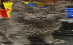 Maine Coon cats for sale:  2 beautiful maine coon kittens left - Image 29