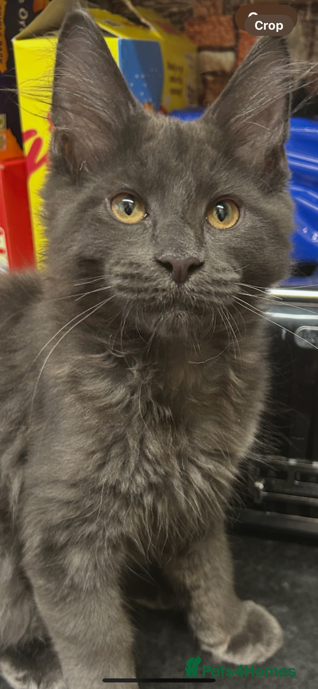 Maine Coon cats for sale:  2 beautiful maine coon kittens left - Image 29