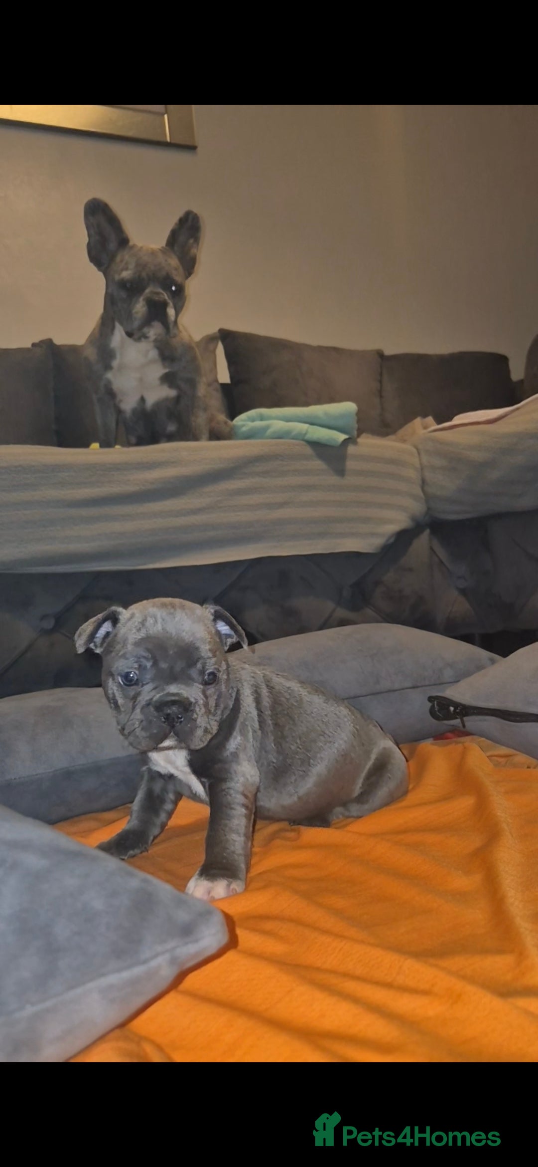 French Bulldog dogs for sale: DWKC beautiful French bulldogs prices negotiable - Advert 9
