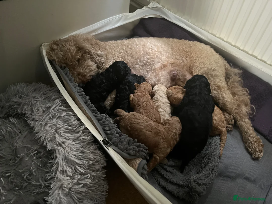 Mixed Breed dogs for sale: Toy poodle and miniature poodle mix puppies  - Advert 38