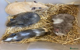 Guinea Pig rodents for sale: Baby Male Guinea Pigs - Image 5