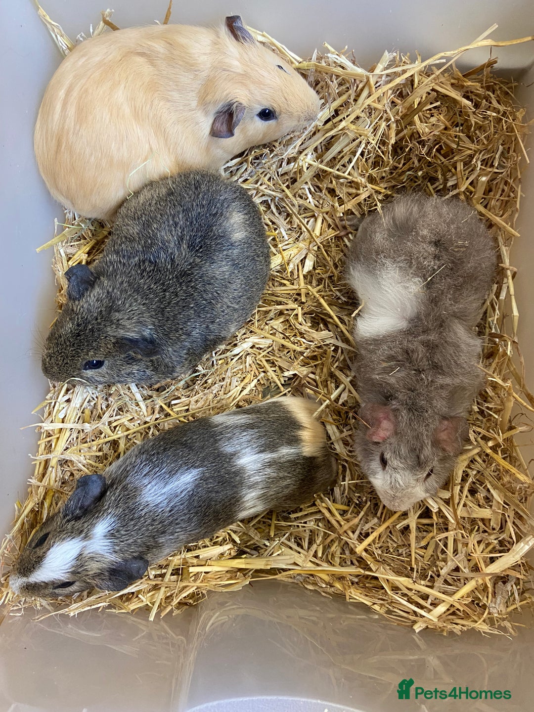 Guinea Pig rodents for sale: Baby Male Guinea Pigs - Image 5