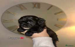 Shihpoo dogs for sale: Gorgeous Toy Shihpoo puppies - Image 1