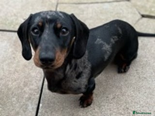 Miniature Dachshund dogs in Shepton Mallet - Advert 10