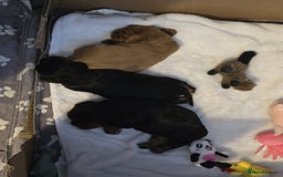 Cavalier King Charles Spaniel dogs for sale: Stunningly beautiful Cavalier King Charles Puppies - Advert 4