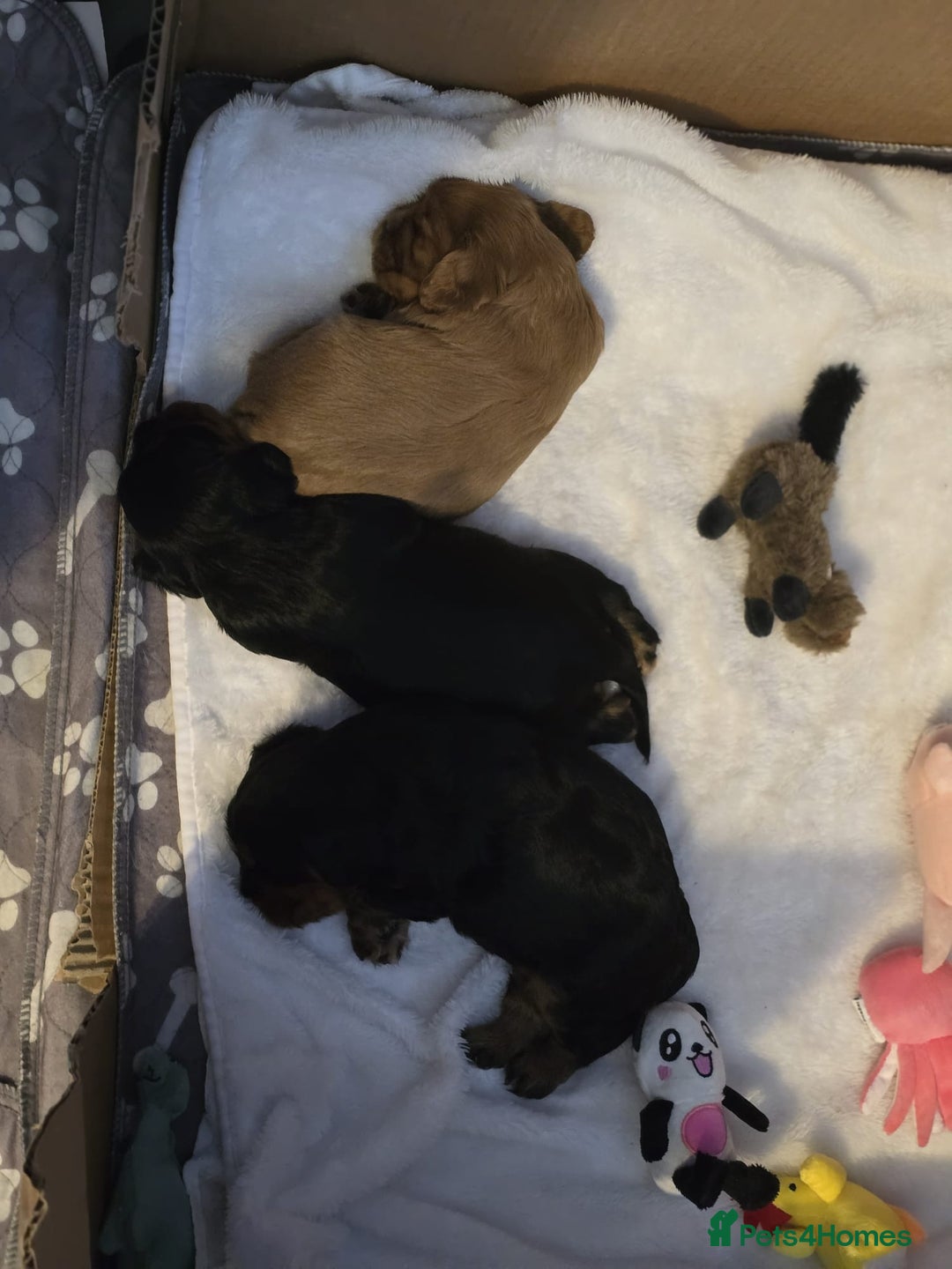 Cavalier King Charles Spaniel dogs for sale: Stunningly beautiful Cavalier King Charles Puppies - Advert 4