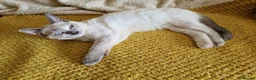 British Shorthair cats for sale: Beautiful colour point B-shorthair ready to lewve - Advert 8