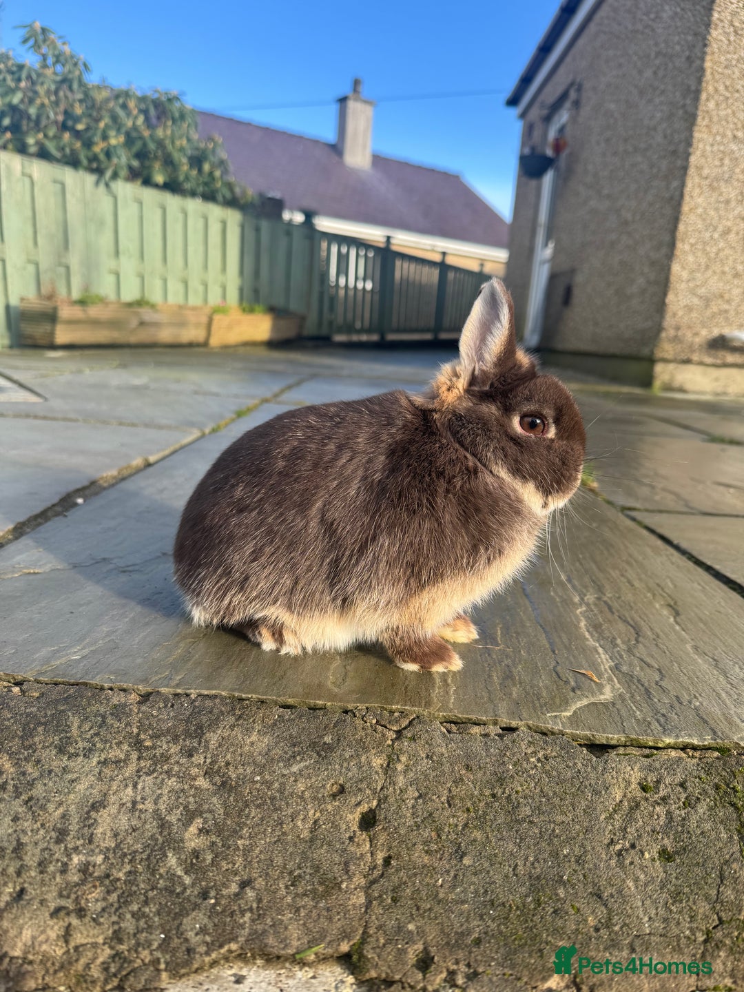 Netherland Dwarf rabbits for sale: 2 Netherland Dwarf for sale - Advert 2