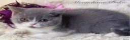 British Shorthair cats for sale: Gorgeous British Shorthairs Available - Registered - Advert 7