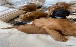 Mixed Breed dogs for sale: F1B Cockapoo puppies - Image 5