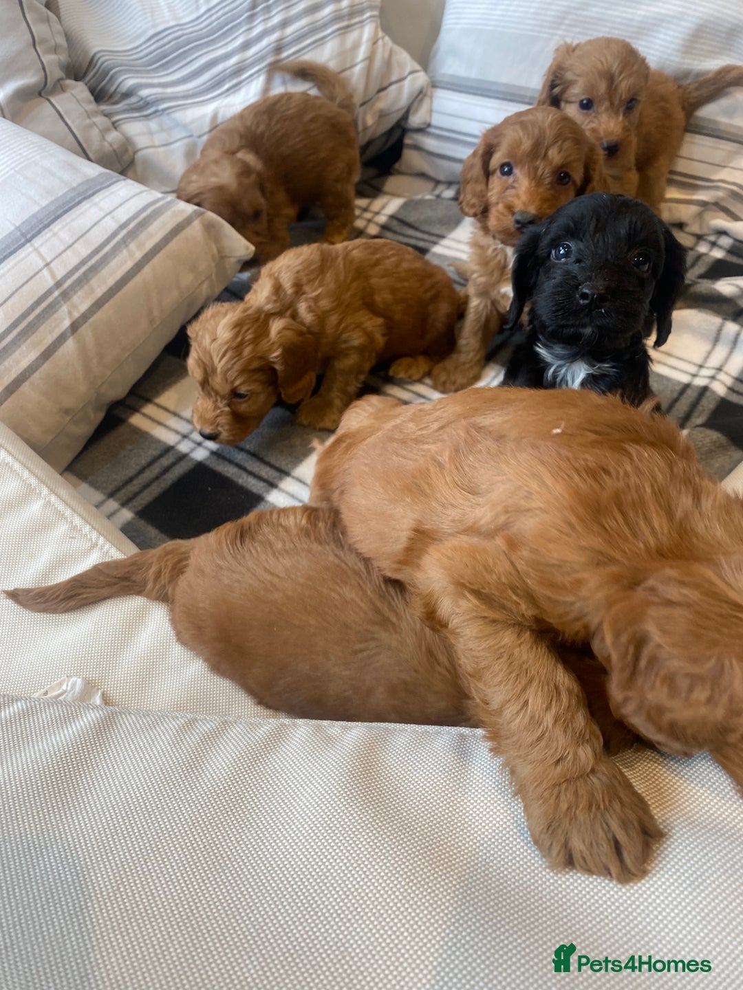 Mixed Breed dogs for sale: F1B Cockapoo puppies - Image 5