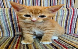 Mixed Breed cats for sale: 5 beautiful kittens for sale - Image 5