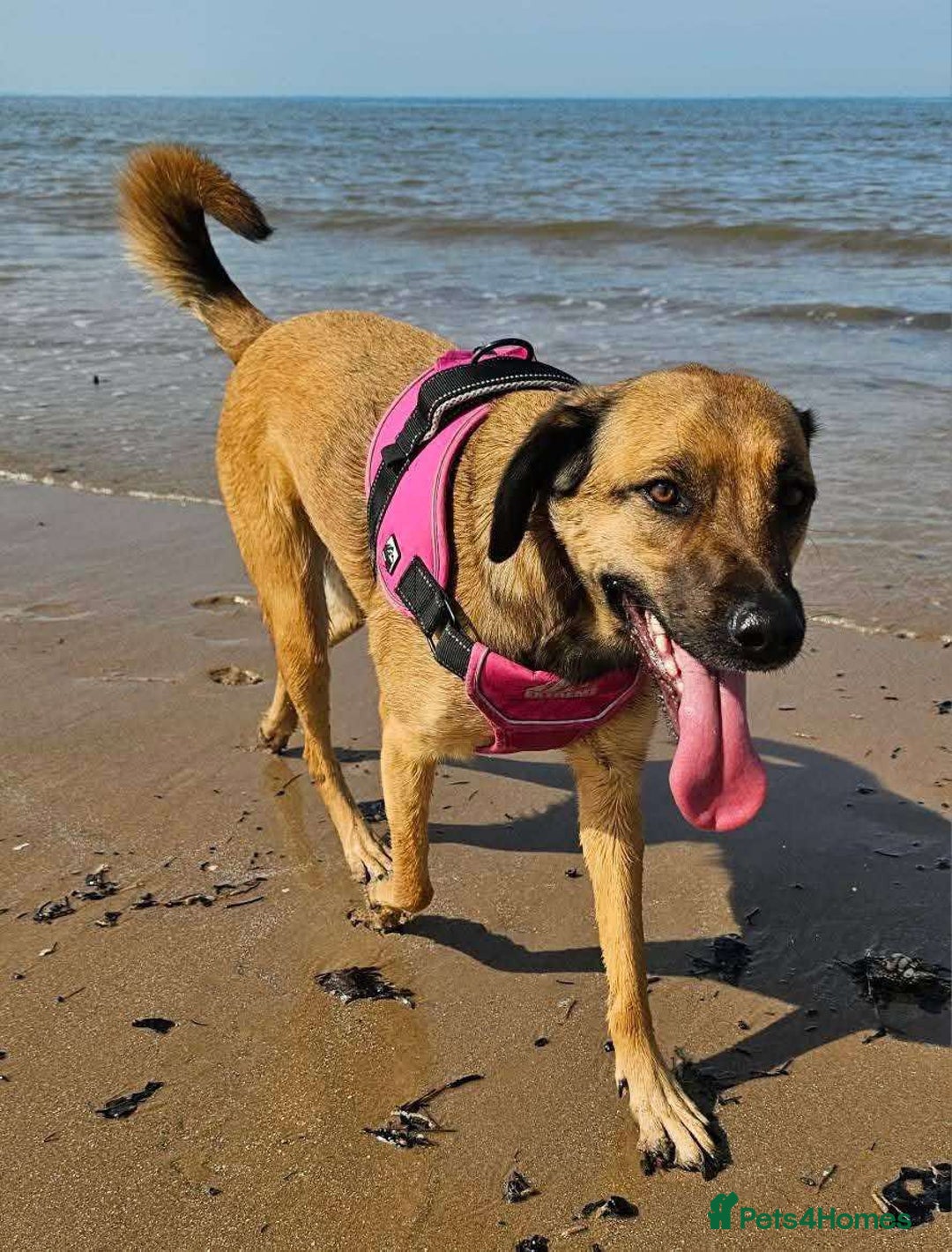 Mixed Breed dogs for adoption: BETSY-2yrs, 22kg, loves dogs/well trained/playful - Image 3