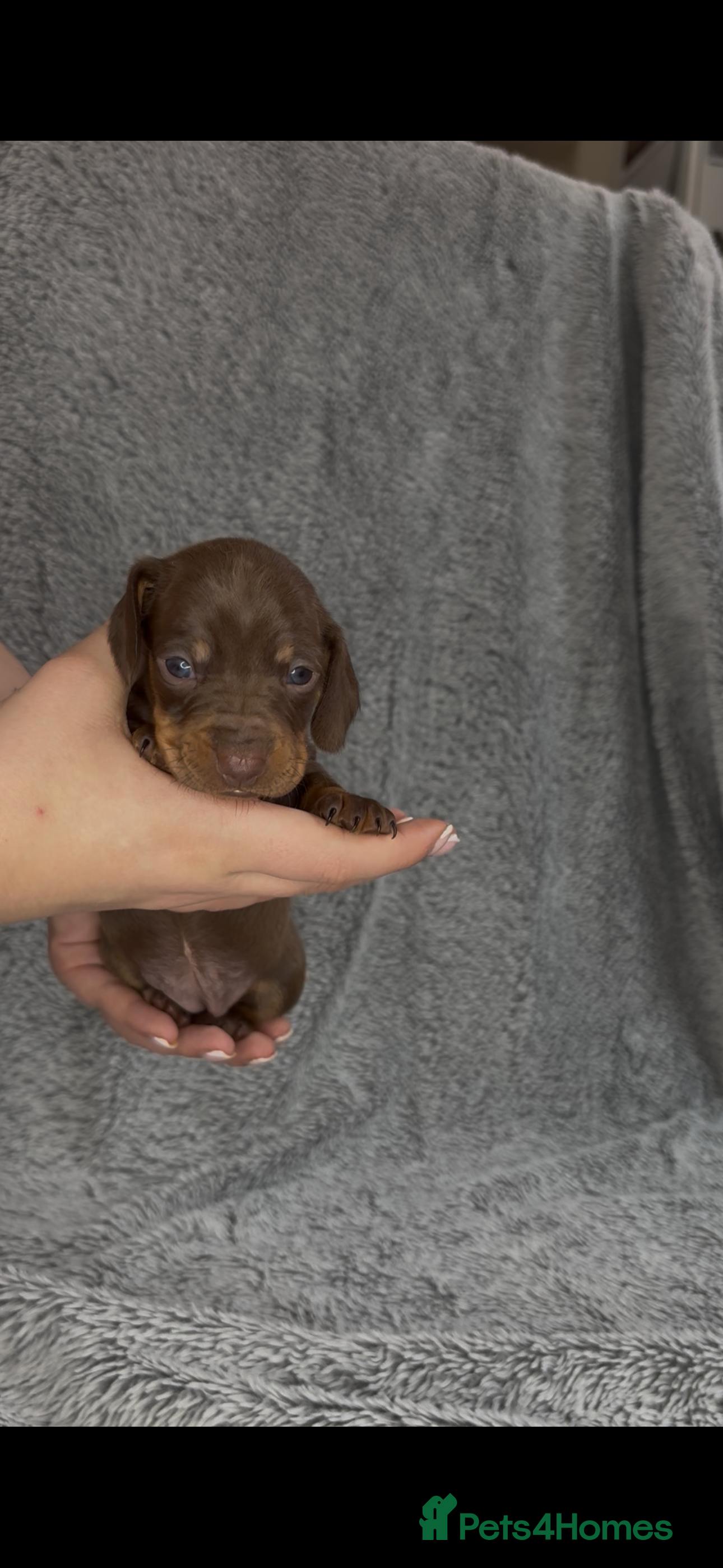 Miniature Dachshund dogs Miniature Dachshund Pups looking for Loving Homes - Advert 14
