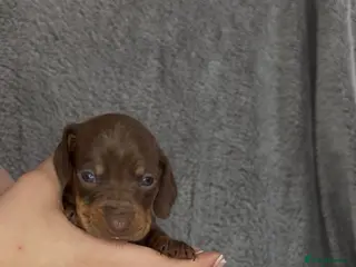 Miniature Dachshund dogs Miniature Dachshund Pups looking for Loving Homes - Advert 14