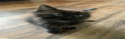 Mixed Breed cats for sale: Adorable kittens  - Advert 5