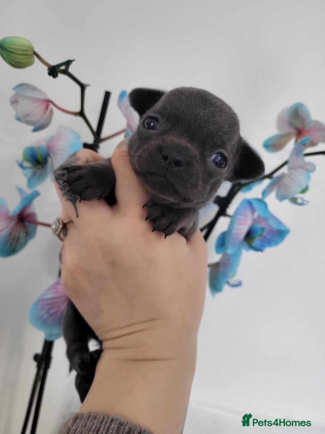 Chihuahua dogs for sale: 3 Male DWKC ** Chihuahuas  - Image 9