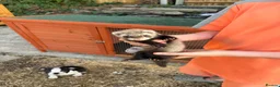 Ferret rodents for sale: Ferrets hobs and gills  in Sidcup - Advert 3