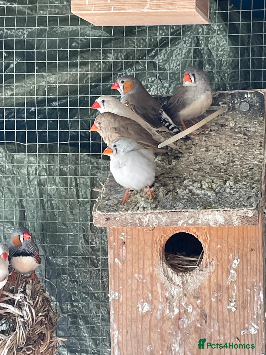 Finches birds for sale: Zebra Finches  in Horley - Advert 4