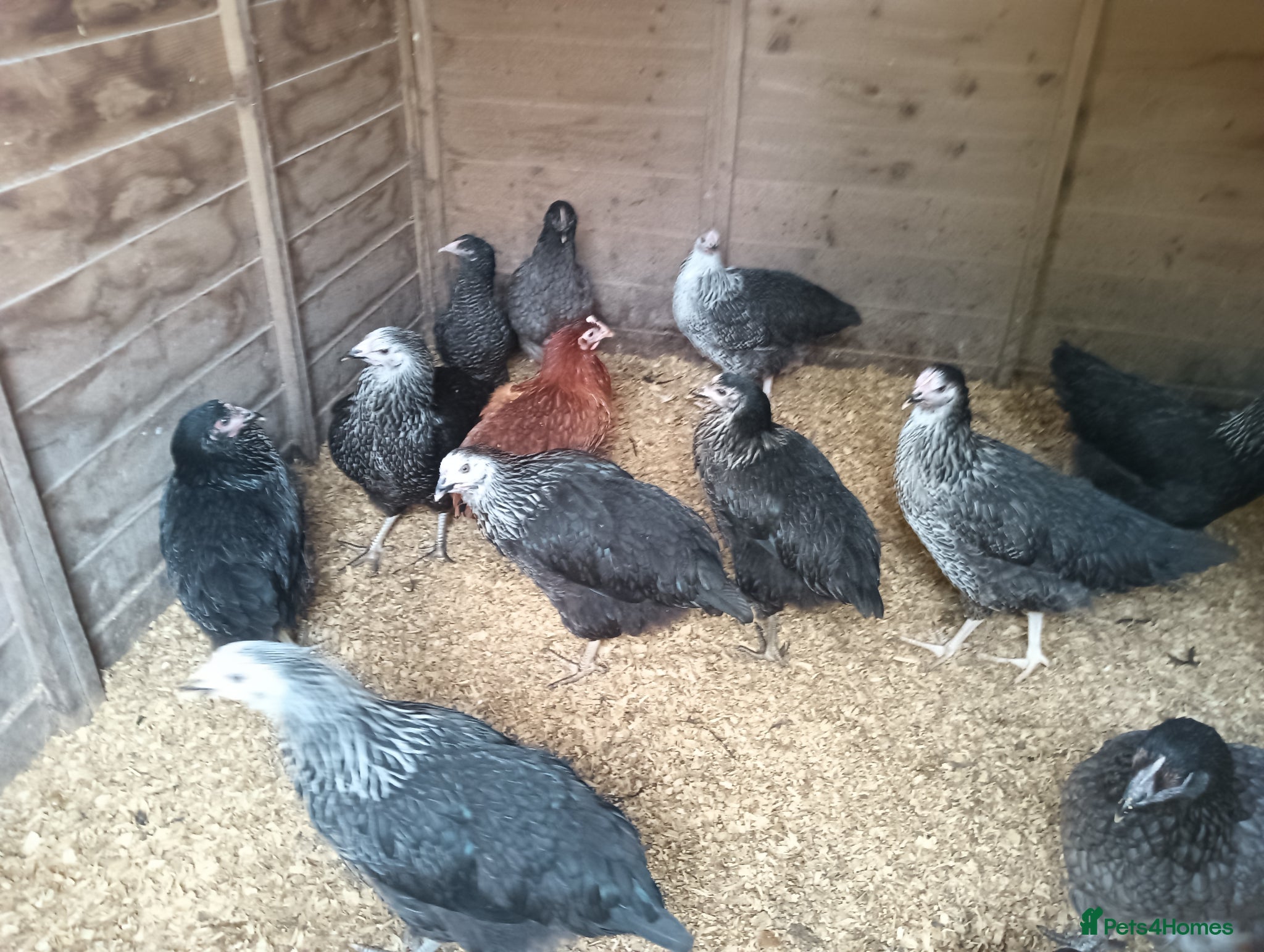 Chickens poultry POL Hybred Pullets - Advert 2