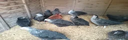 Chickens poultry for sale: POL Hybred Pullets in Swindon - Advert 2