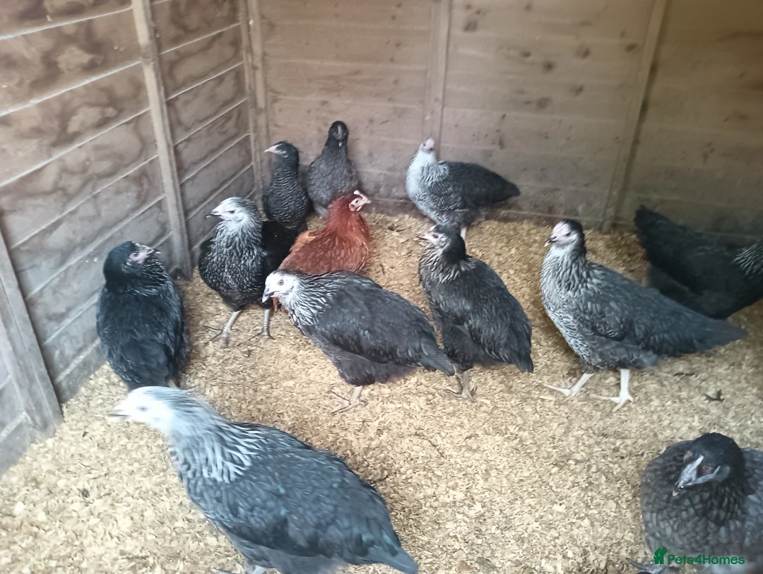 Chickens poultry for sale: POL Hybred Pullets in Swindon - Advert 2