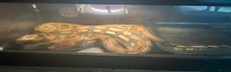 Python Snake reptiles for sale: Retic python  - Advert 3