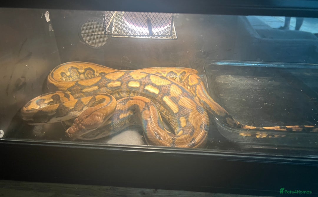 Python Snake reptiles for sale: Retic python  - Advert 3