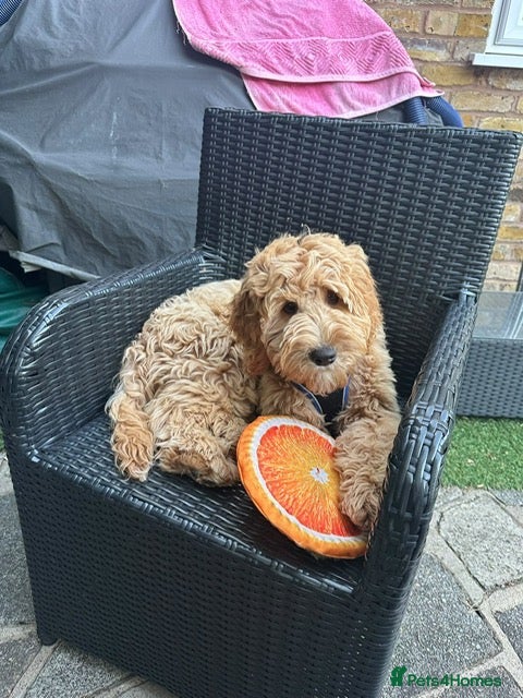 Australian Labradoodle dogs Australian labradoodle  - Advert 1