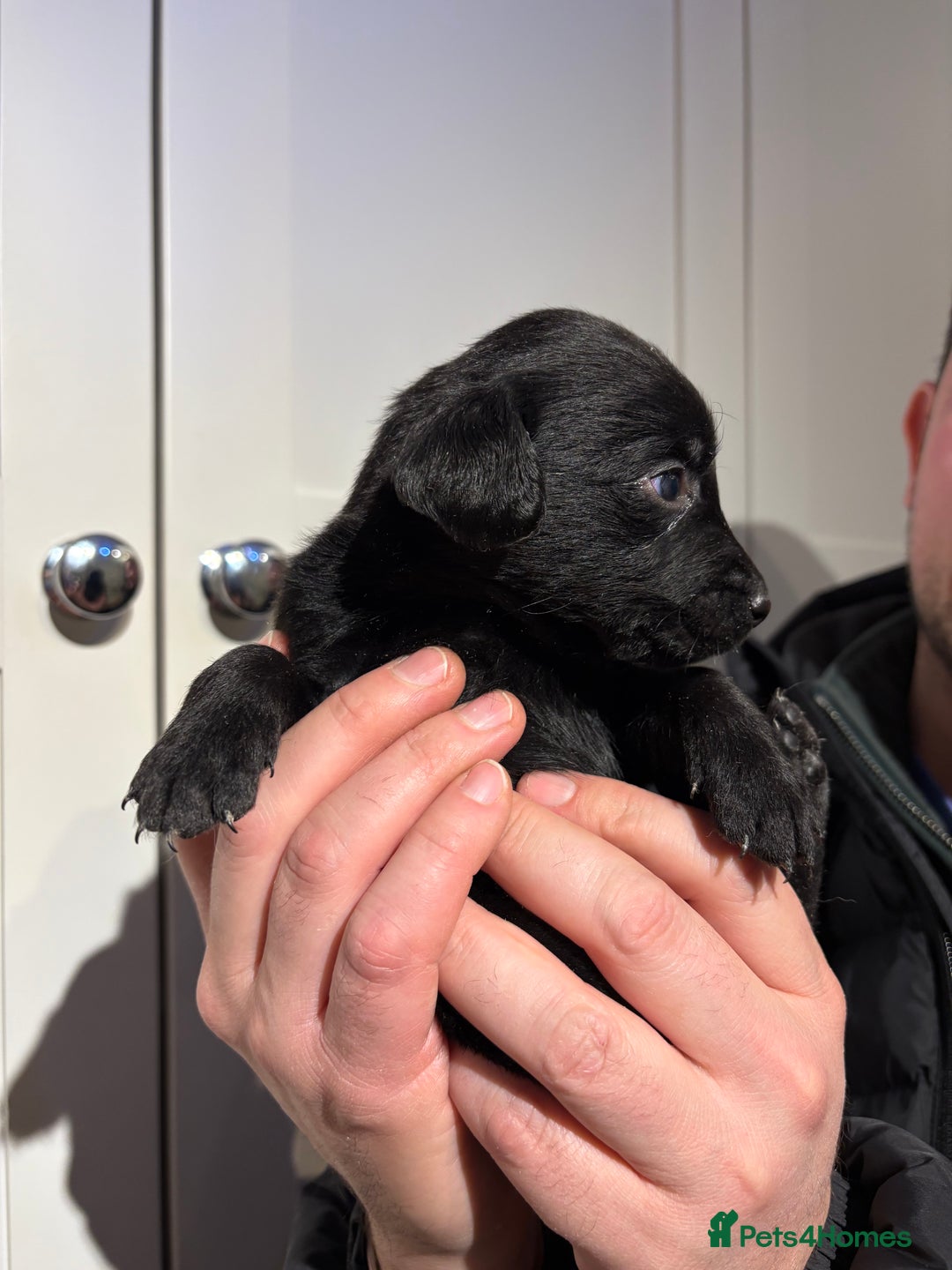 Springador dogs for sale: Labrador/Springador cross pups - Advert 7