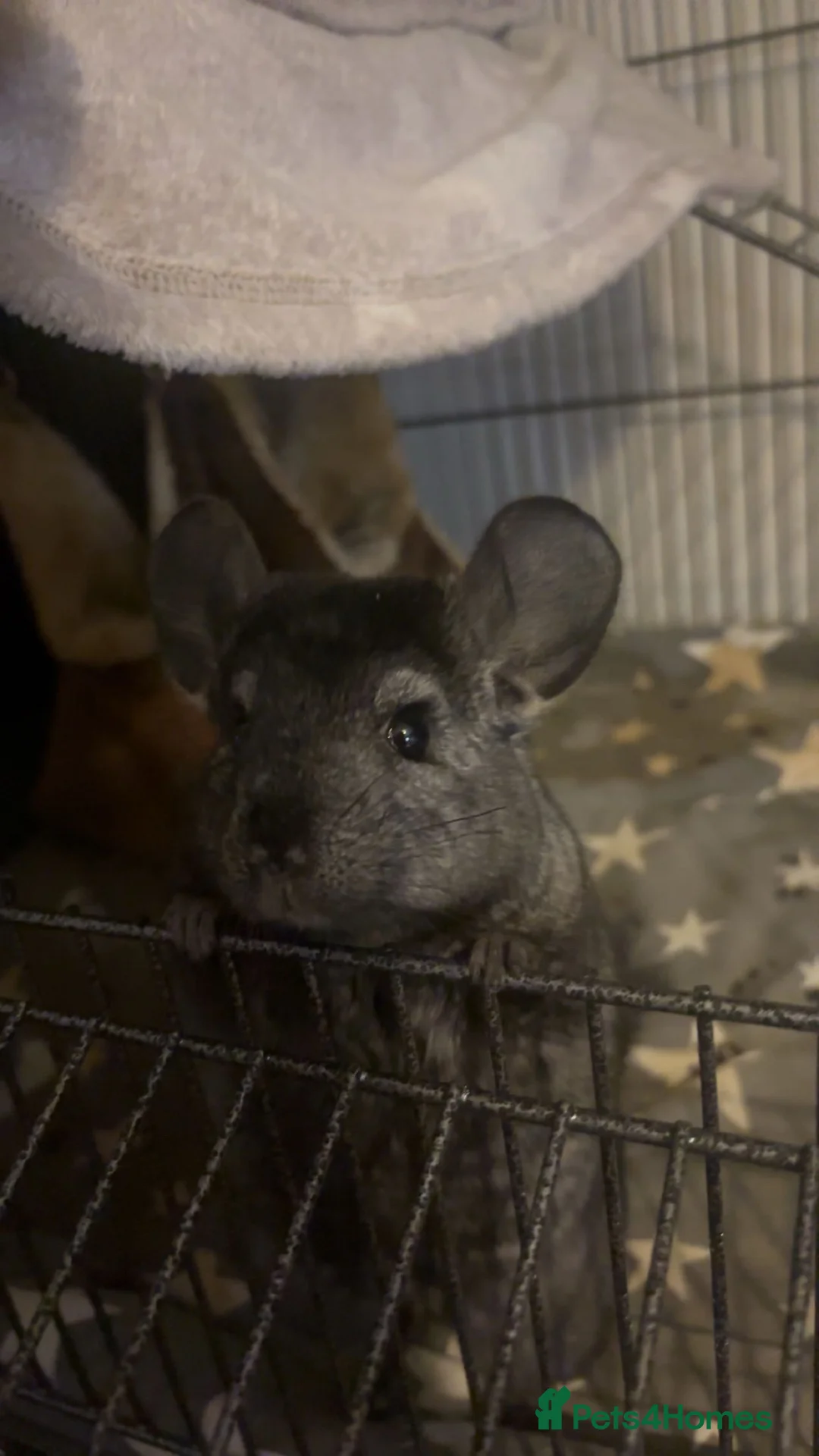 Chinchilla rodents for sale: Male chinchillas (brothers) in Melton Mowbray - Advert 9