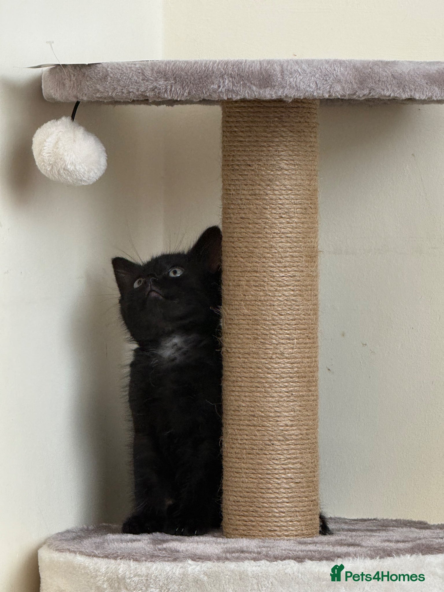 Domestic Shorthair cats Beautiful very playful Black Kitten  - Advert 7