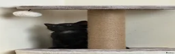 Domestic Shorthair cats for sale: Beautiful very playful Black Kitten  - Advert 1