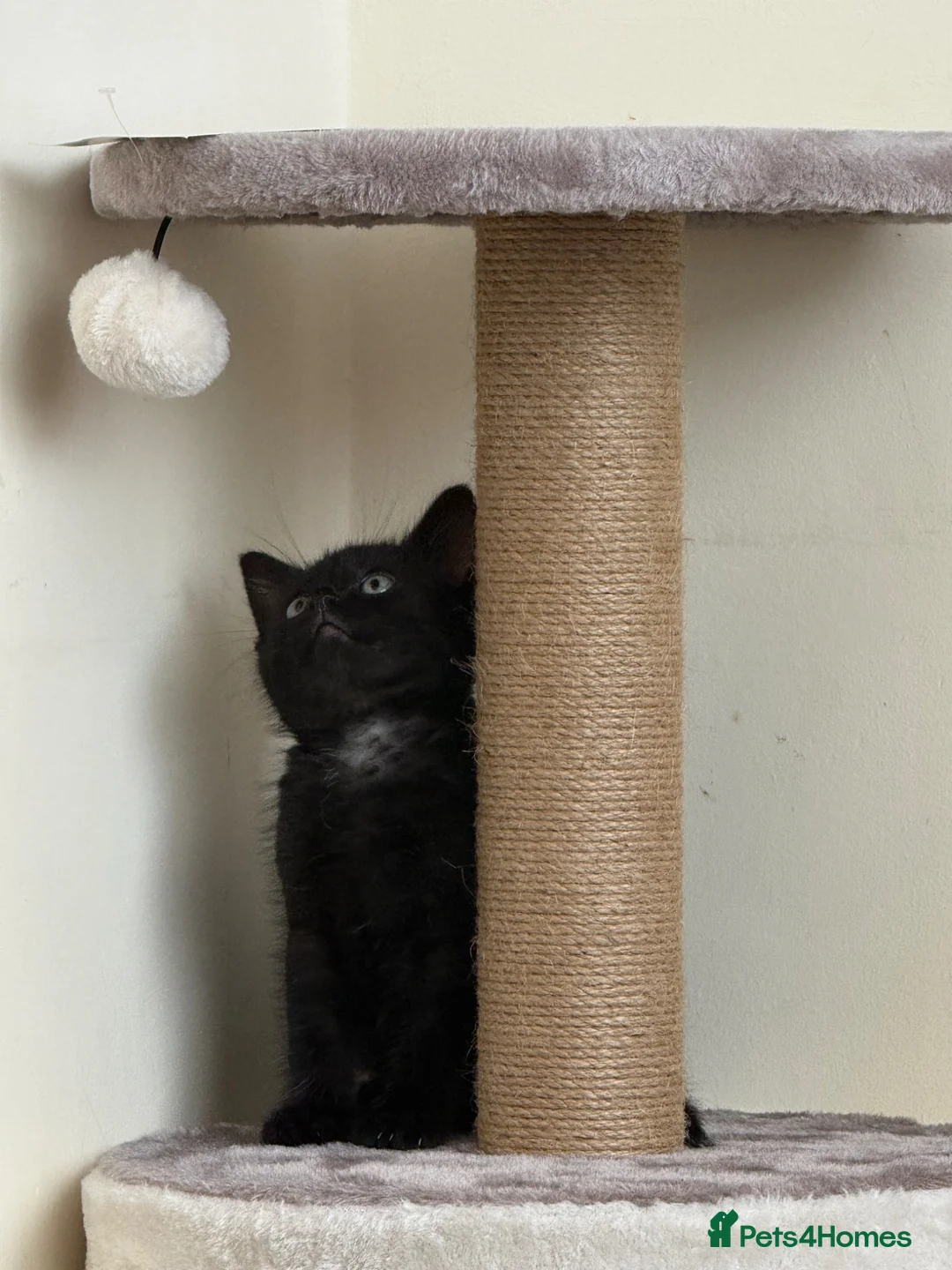 Domestic Shorthair cats for sale: Beautiful very playful Black Kitten  - Advert 1