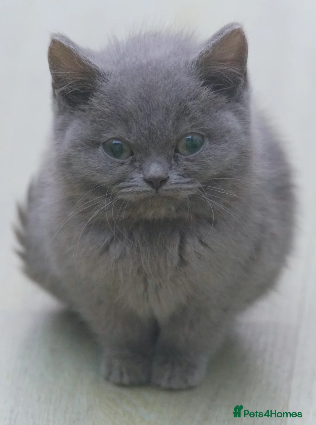 British Shorthair cats for sale: FEMALE & Male Pure British Shorthair kittens - Advert 2