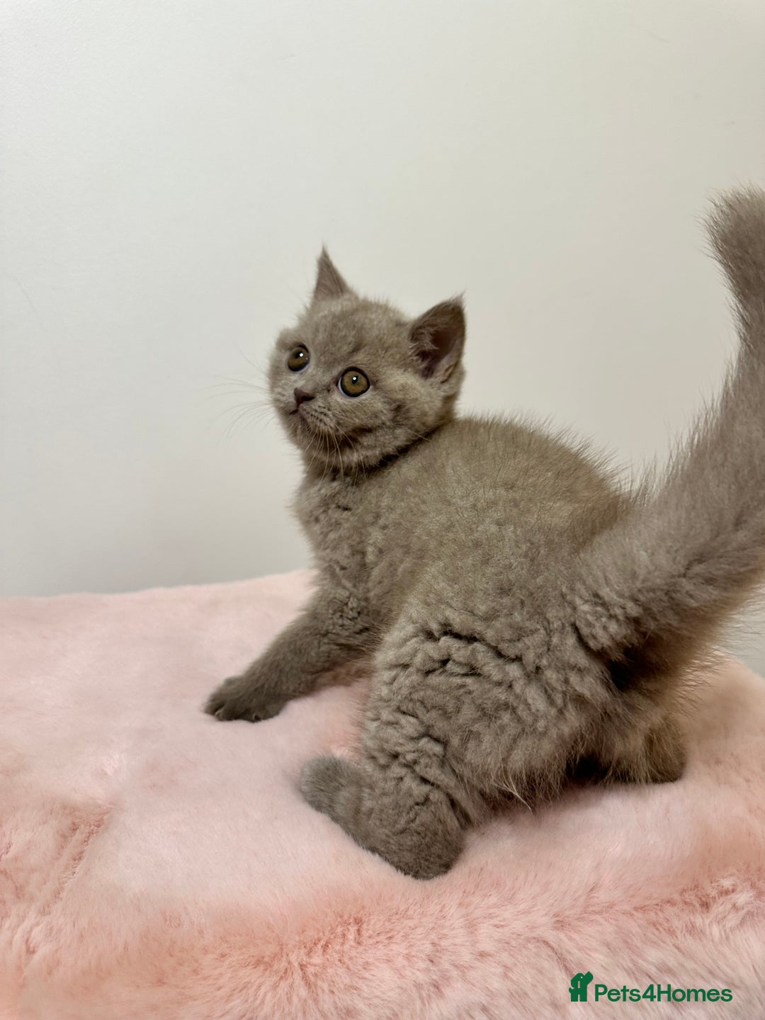 British Shorthair cats for sale: British Shorthair Chunky Chocolate Kittens🐻 - Advert 14