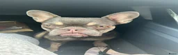 French Bulldog dogs for sale: French Bulldog - Advert 7