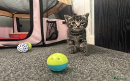 British Longhair cats for sale: 2 Kittens For Sale - Image 6