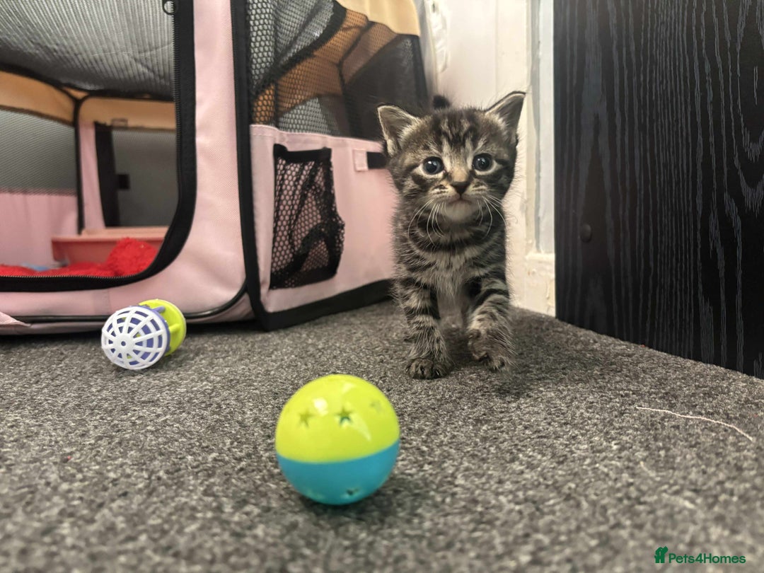 British Longhair cats for sale: 2 Kittens For Sale - Image 6