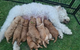 Goldendoodle dogs for sale: 🐾 Adorable Standard Goldendoodle Puppies 🐾 - Image 27