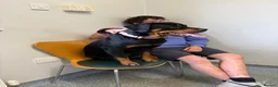 Mixed Breed dogs for sale: rottweiler and German Shepherd puppies - Advert 16