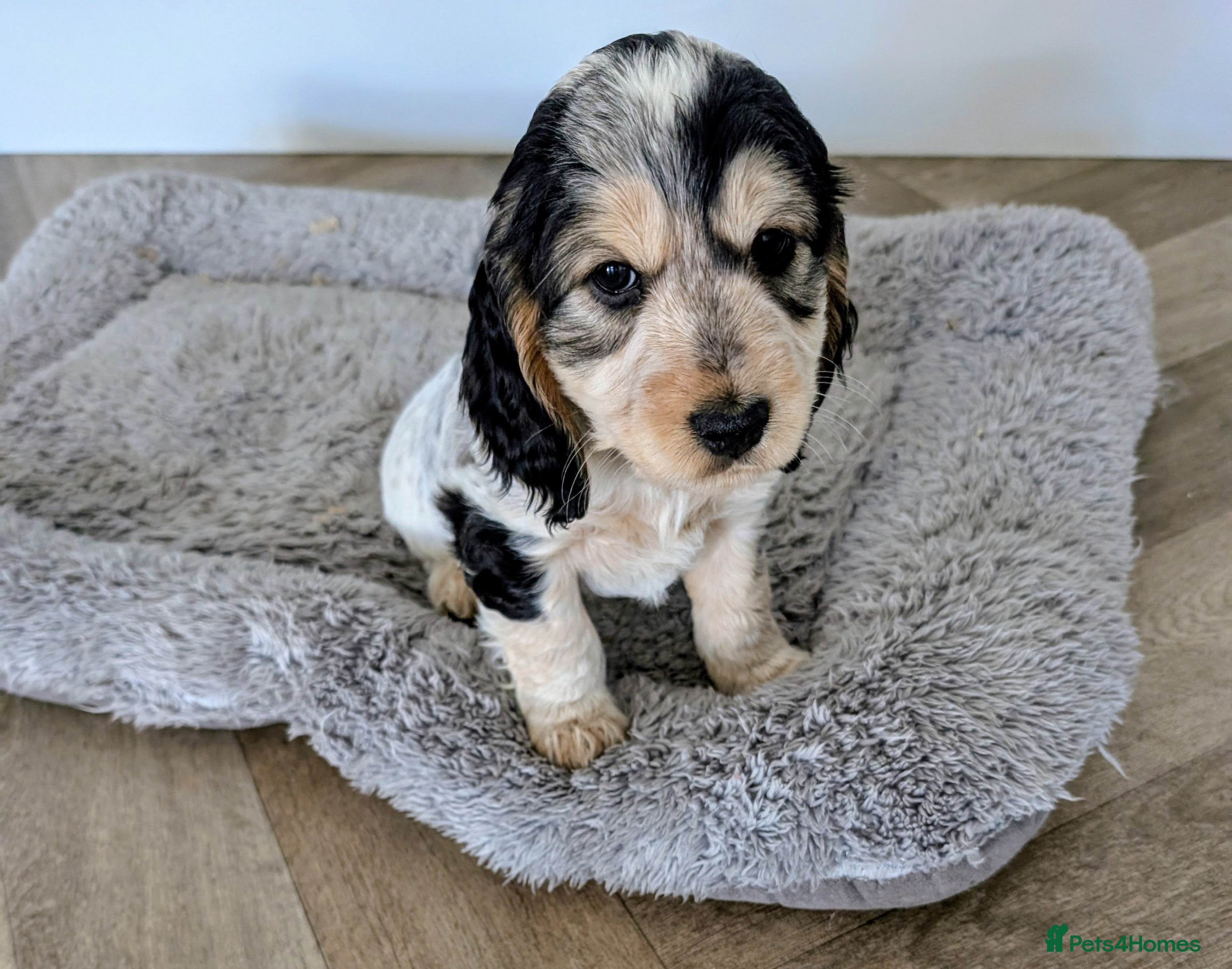 Cockapoo dogs  Beautiful Cockapoo puppies (2 available) - Advert 3