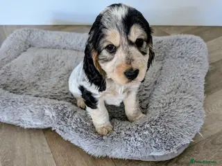 Cockapoo dogs Beautiful Cockapoo puppies (2 available) - Advert 3