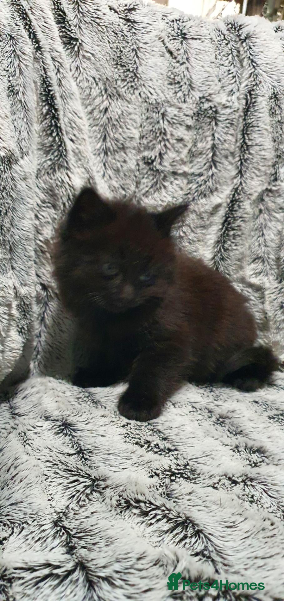 Mixed Breed cats 4 cute kittens  - Advert 2