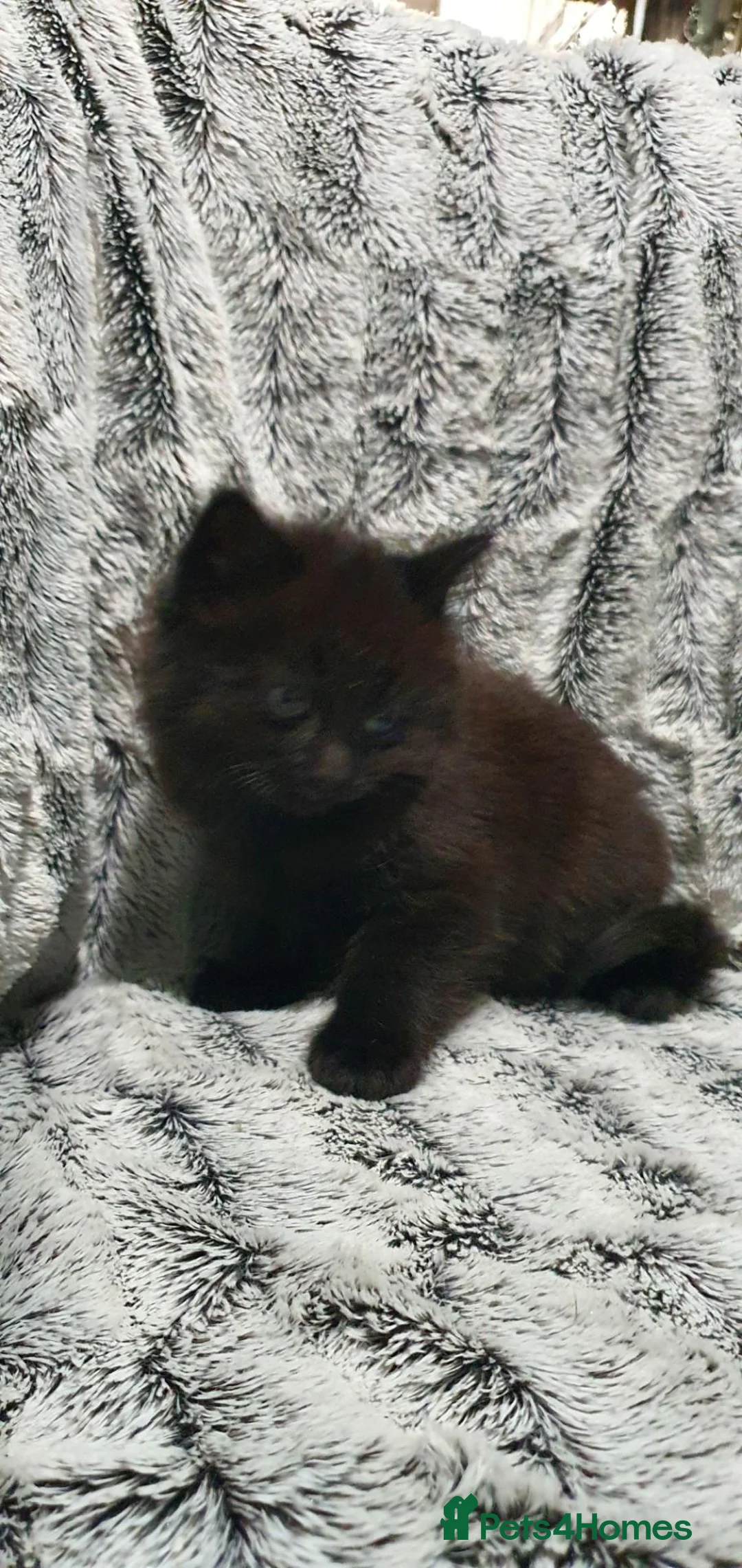 Mixed Breed cats for sale: 4 cute kittens  - Advert 2