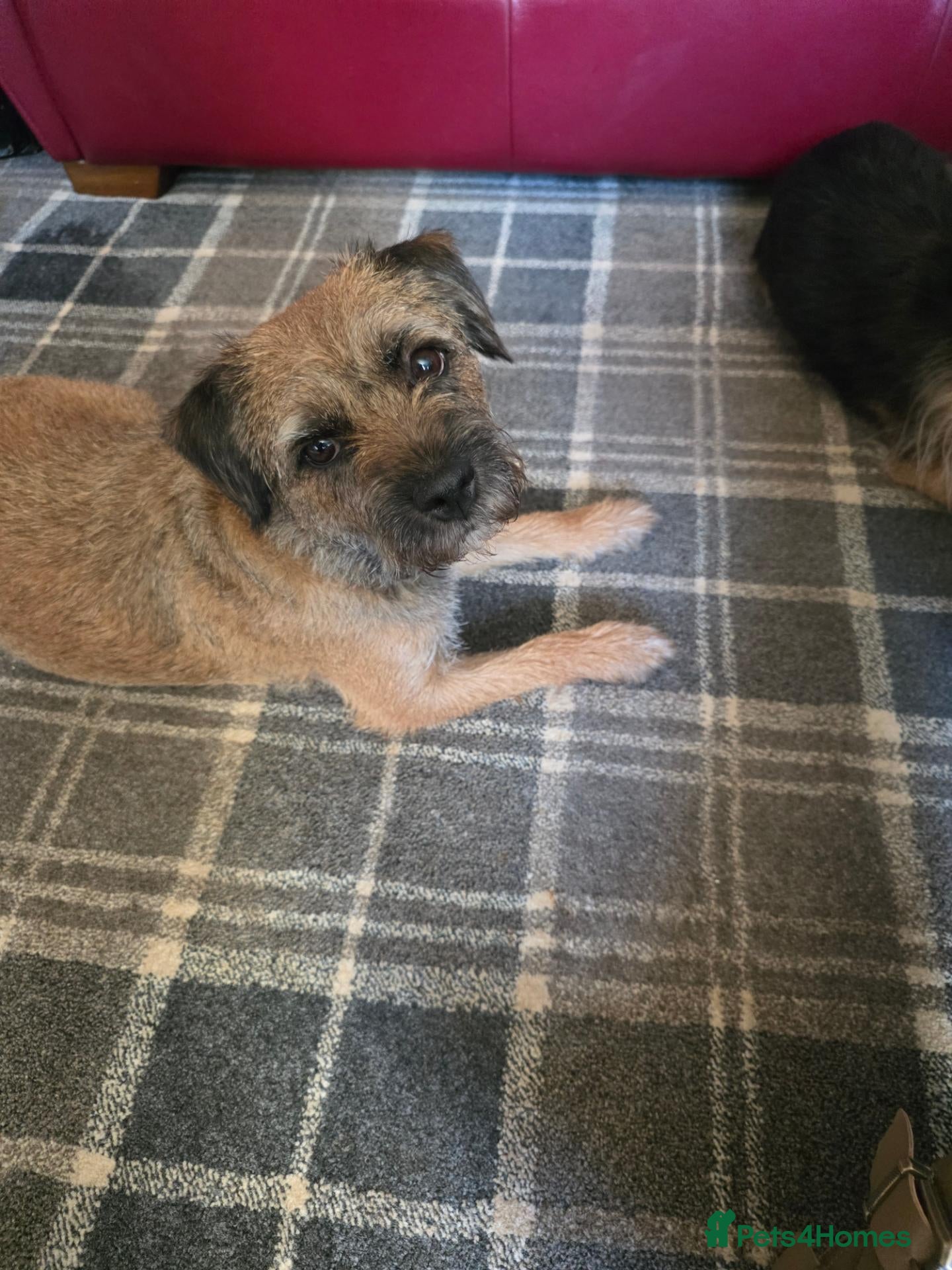 Border Terrier dogs Border Terrier dogs for sale. - Advert 2