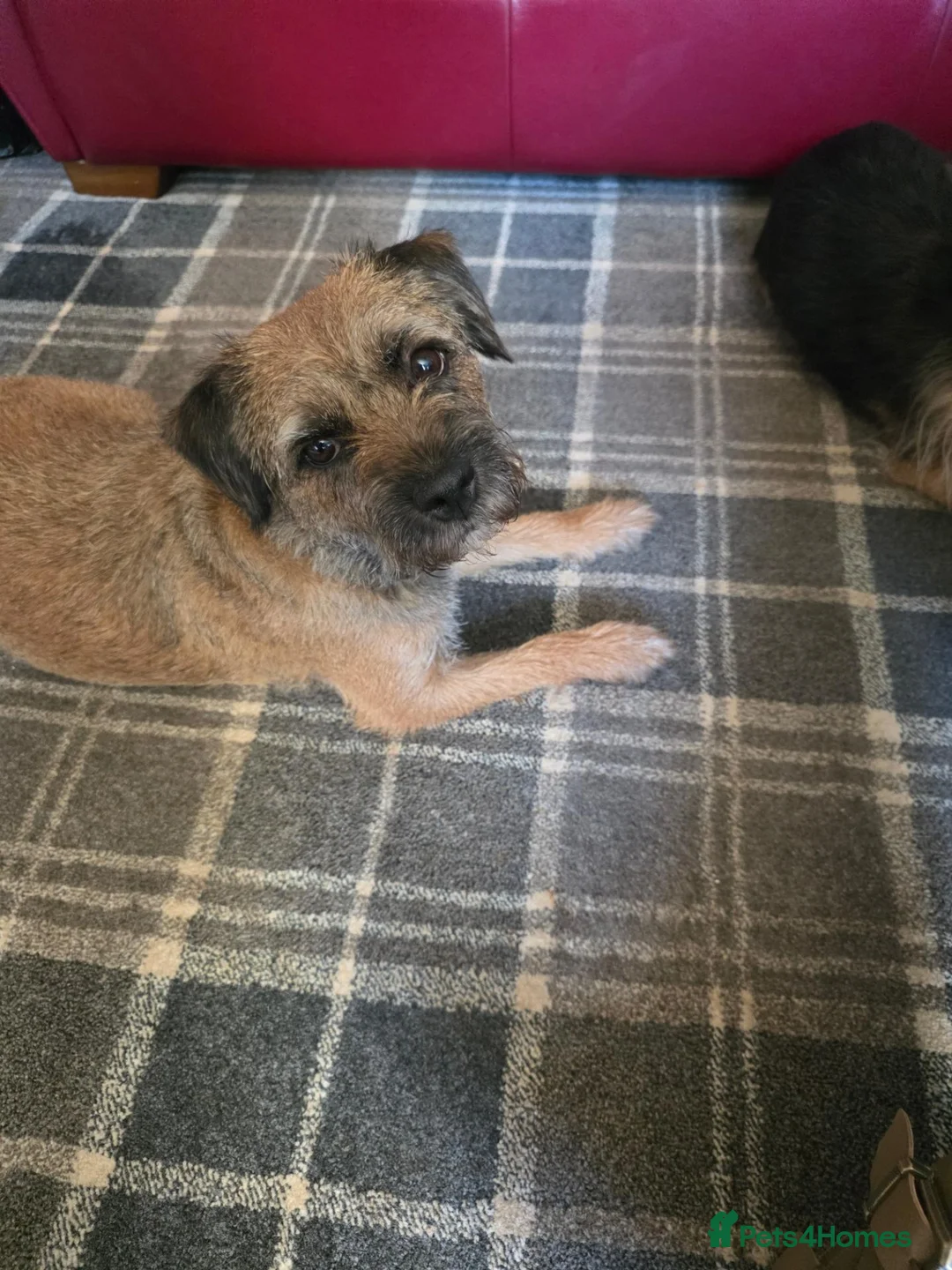 Border Terrier dogs for sale: Border Terrier dogs for sale. in Sanquhar - Advert 2
