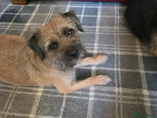Border Terrier dogs Border Terrier dogs for sale. - Advert 2