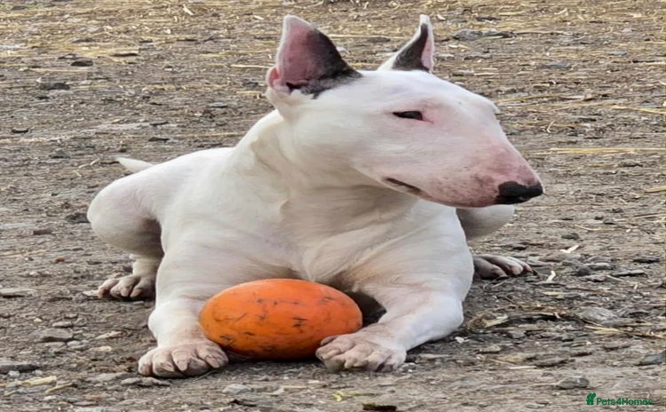 English Bull Terrier dogs - Advert 4